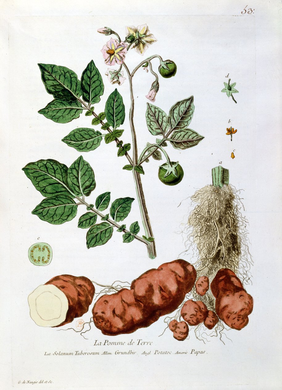 Batata, placa botânica de &39;The Botanique&39;, de Nicolas Francois Regnault (1746-1810), publicada em 1774, Paris de Genevieve Regnault de Nangis