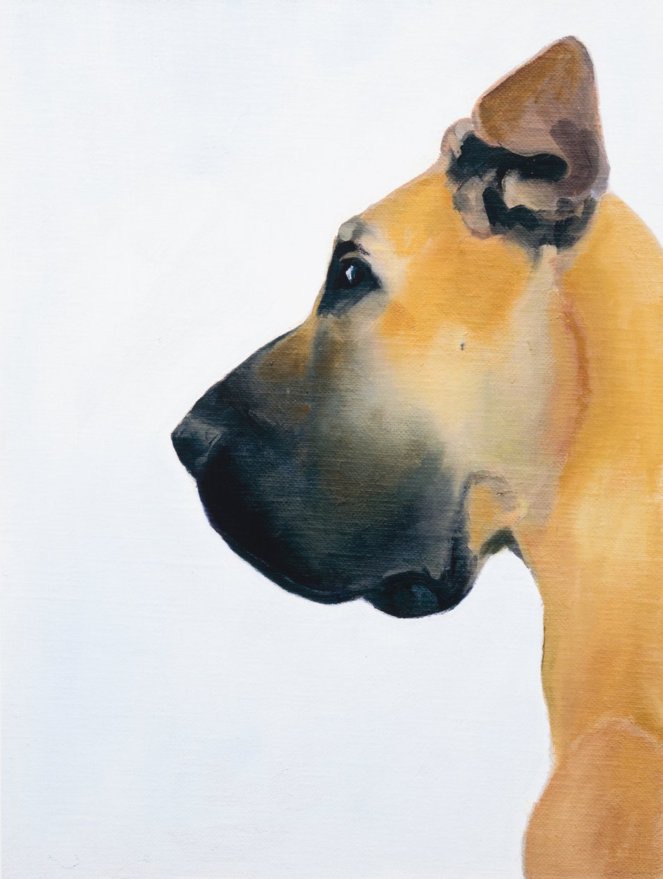 Dogue Alemão, 2016 (óleo sobre cartão) de Genevieve French