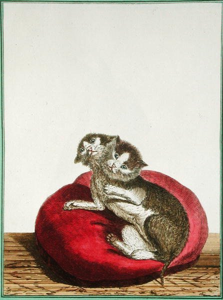 Gato de duas cabeças de Genevieve Regnault de Nangis