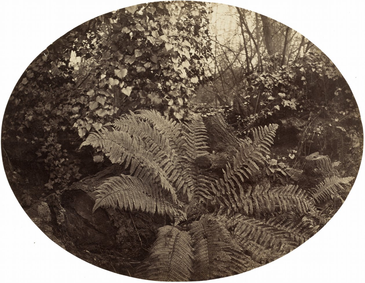 Frondes de inverno do feto-espinhoso,c. 1862 (foto) de Geoffrey Bevington