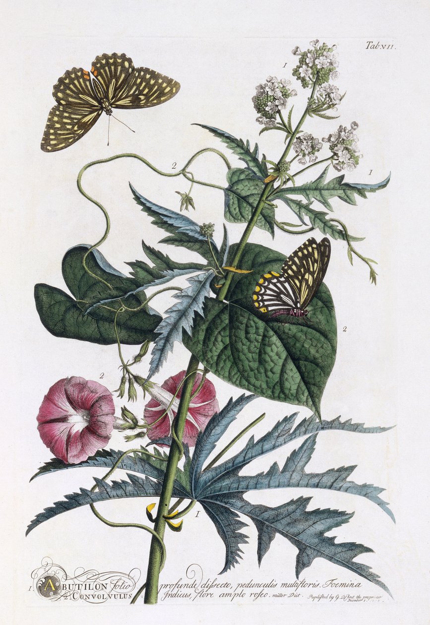 Abutilon e Convolvulus, c.1748 (gravura colorida à mão) de Georg Dionysius Ehret