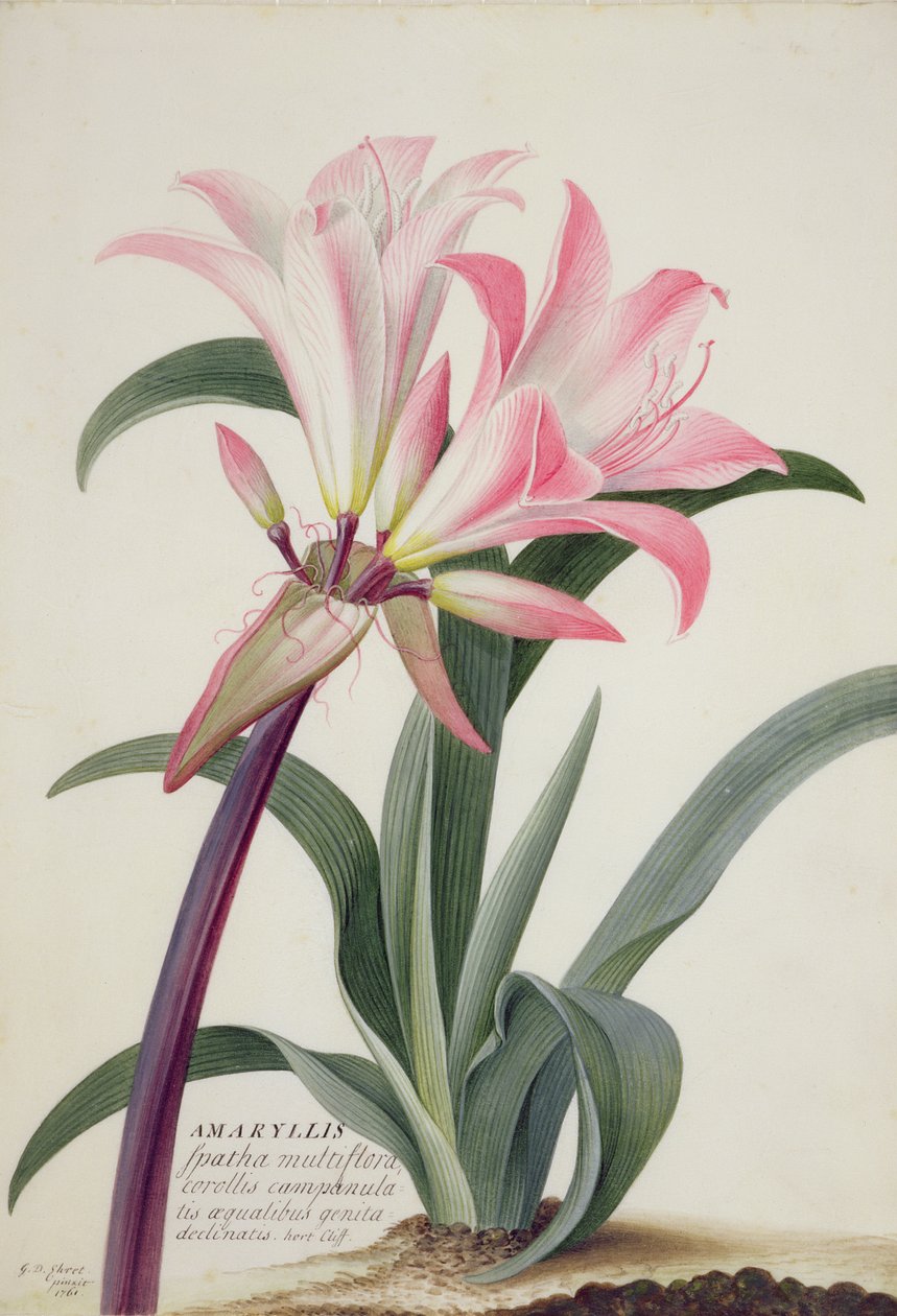 Amaryllis Belladonna, 1761 (wc, guache e grafite sobre velino) de Georg Dionysius Ehret