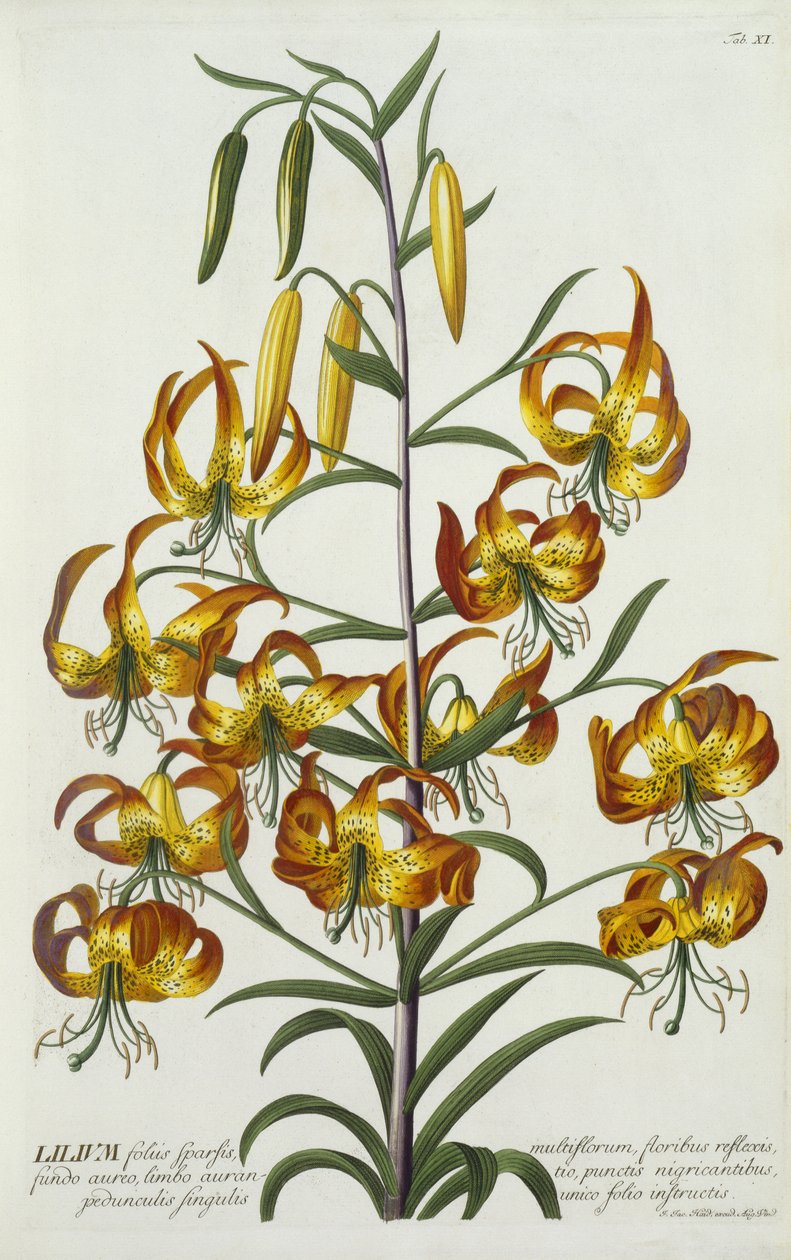 Turkscap americano Lily, c.1740 (gravura colorida à mão) de Georg Dionysius Ehret