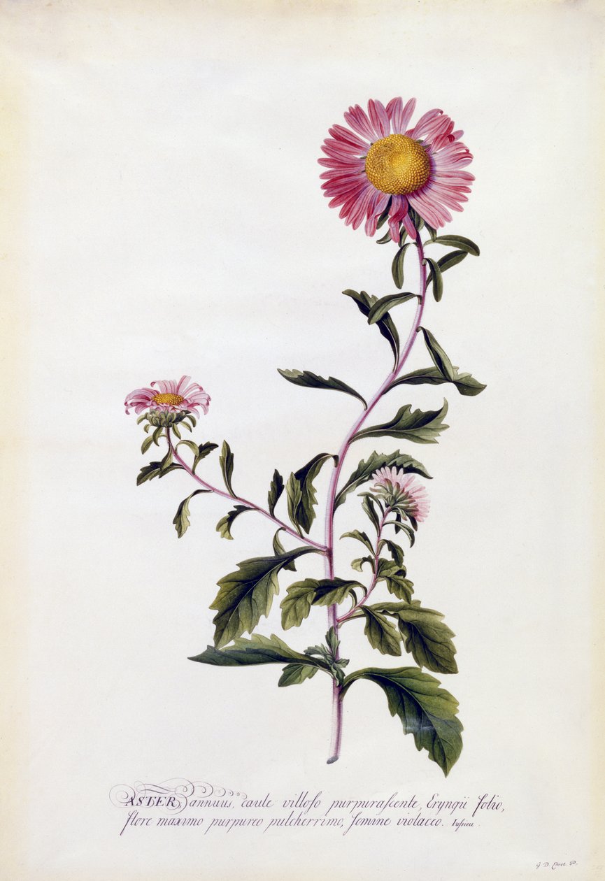 Aster, c.1743 (gravura colorida à mão) de Georg Dionysius Ehret