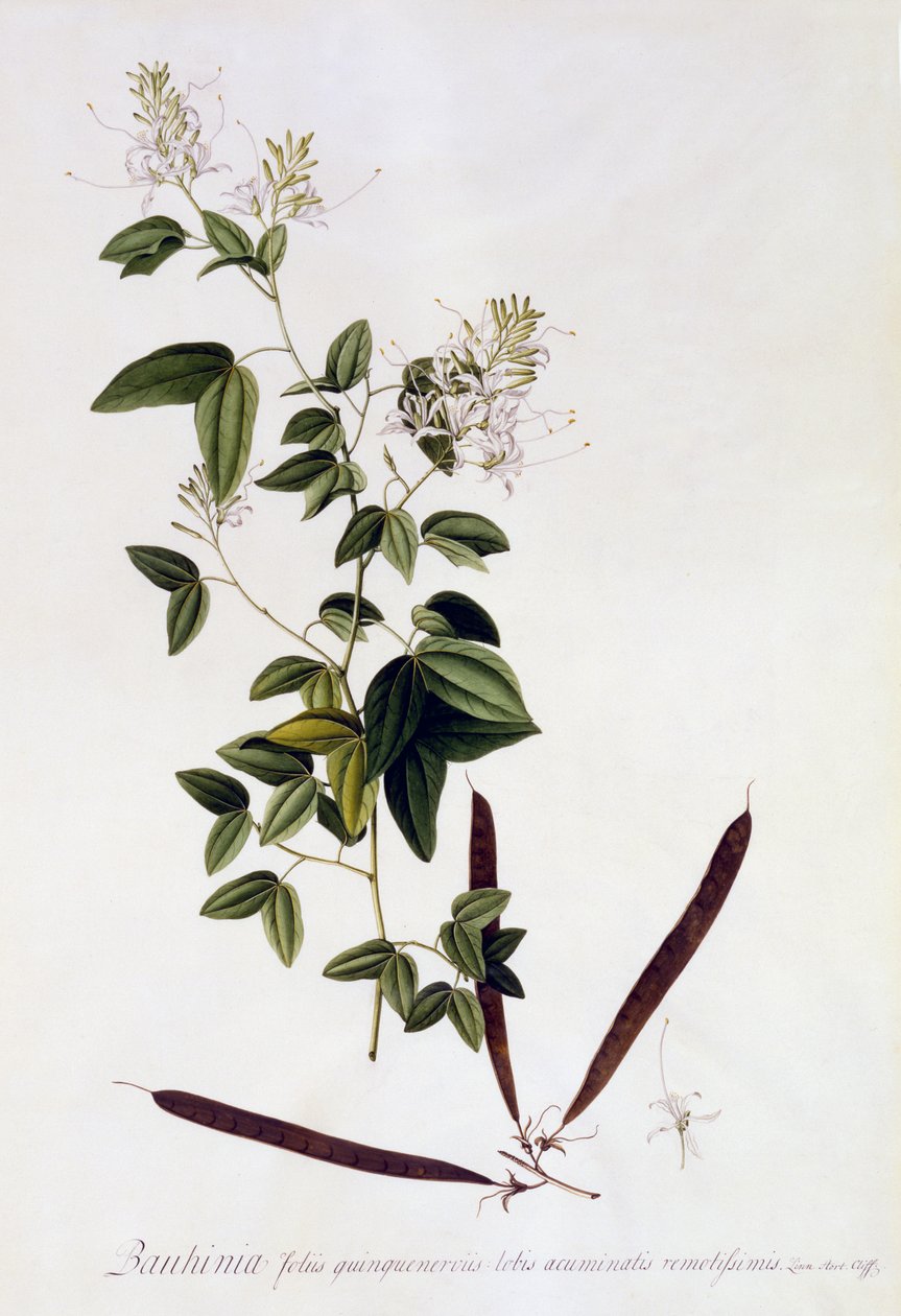 Bauhinia, c.1745 (gravura colorida à mão) de Georg Dionysius Ehret