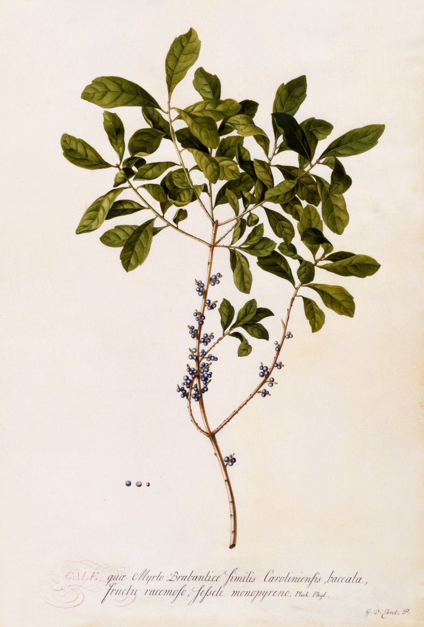 Bayberry ou Myrtle, c.1746 (gravura colorida à mão) de Georg Dionysius Ehret