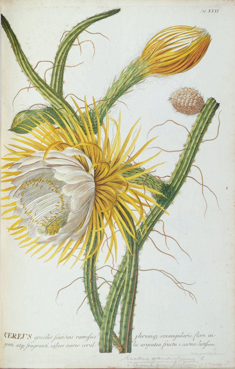 Cacto, Cereus, de Trew "seletor de planta &39;1750-1773 de Georg Dionysius Ehret
