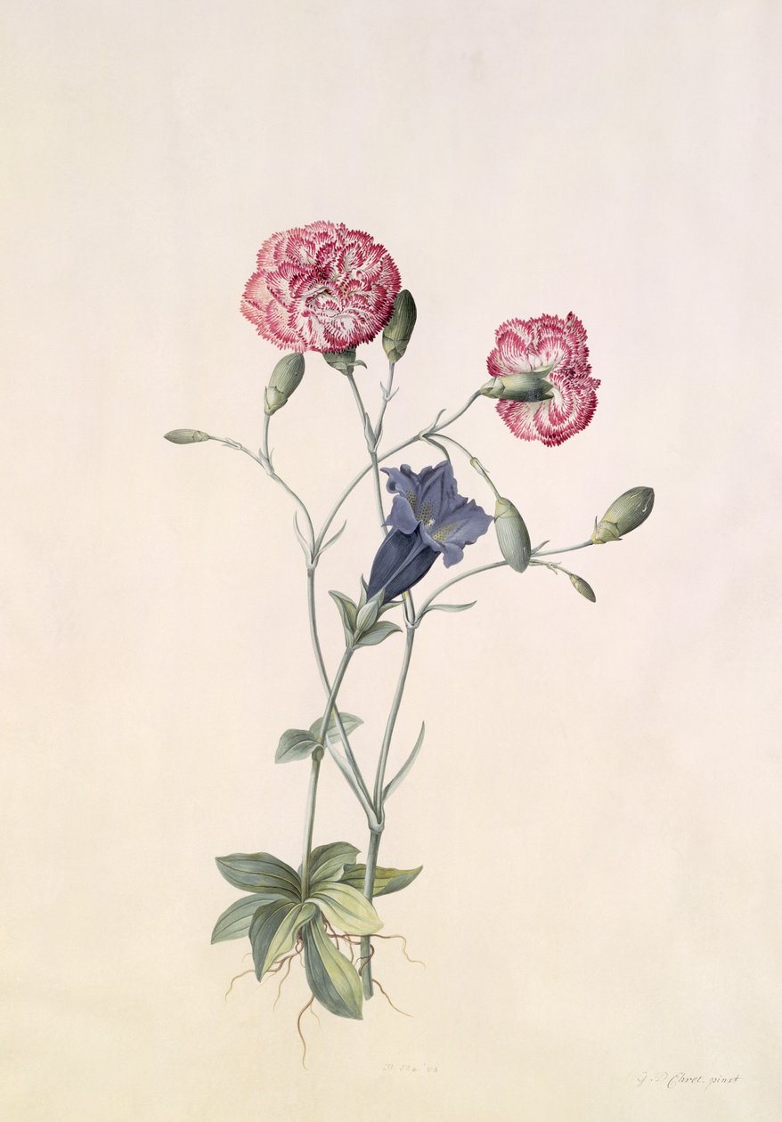 Cravo e genciana de Georg Dionysius Ehret