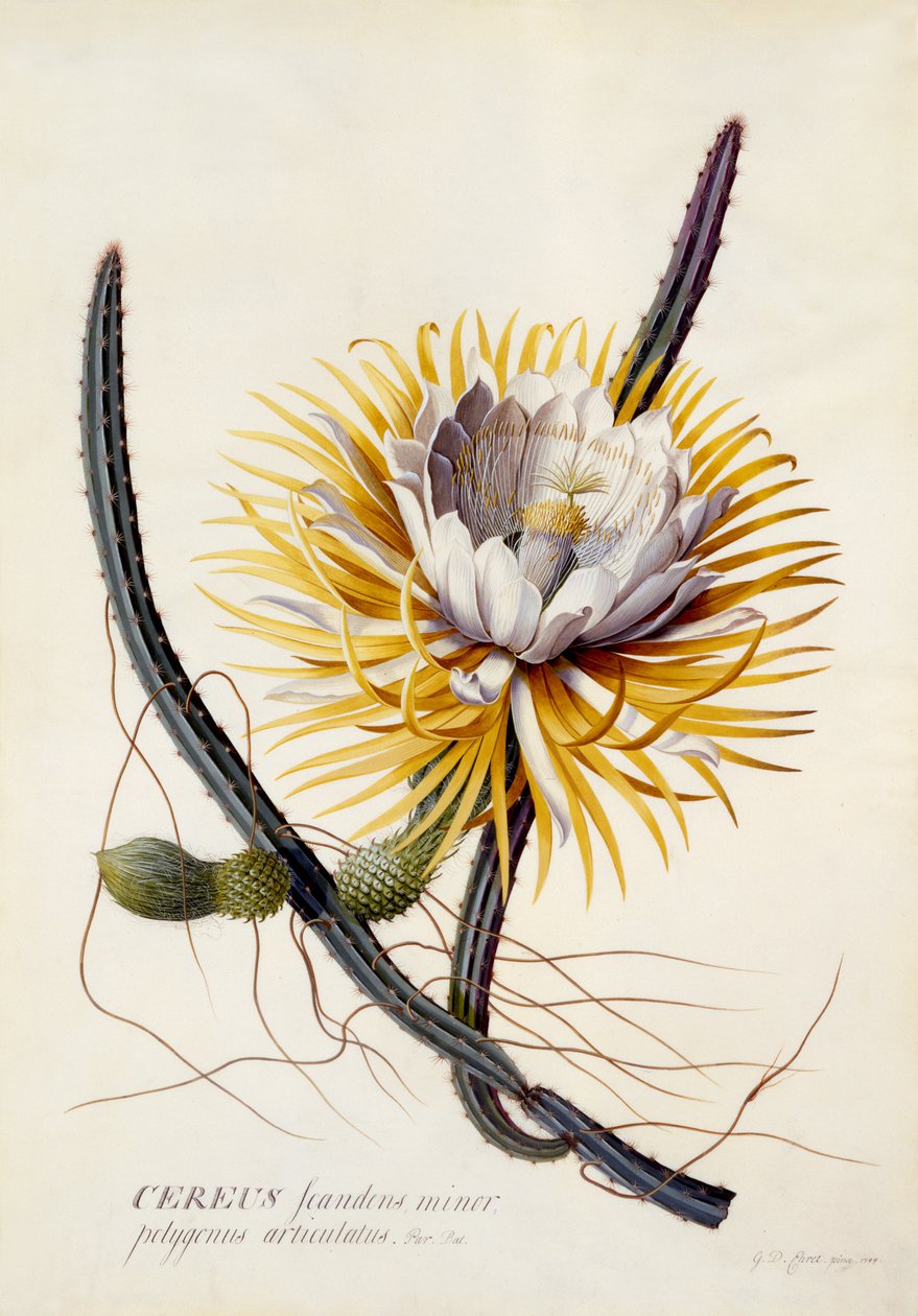 Cereus, Rainha da Noite, c.1744 (gravura colorida à mão) de Georg Dionysius Ehret