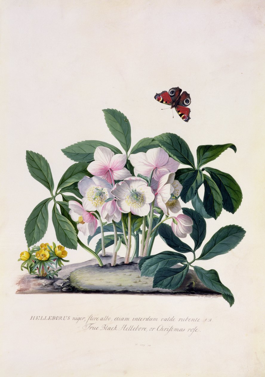 Rosa de Natal (Helleborus niger) e Aconite de Inverno (Eranthis hyemalis) (guache sobre velino) de Georg Dionysius Ehret