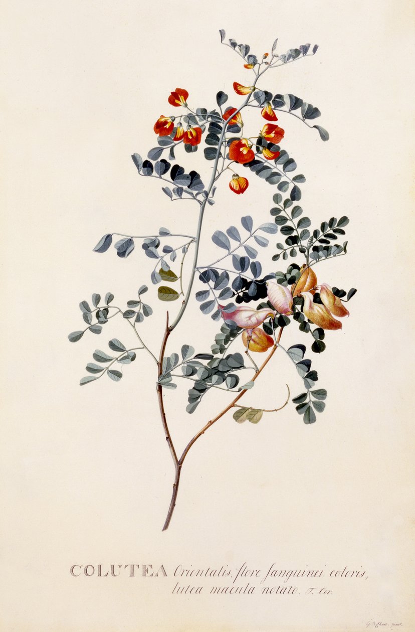 Colutea, c.1745 (gravura colorida à mão) de Georg Dionysius Ehret