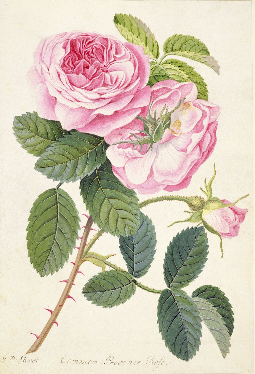 Provence Provence comum (lápis, wc e bodycolour em pergaminho) de Georg Dionysius Ehret
