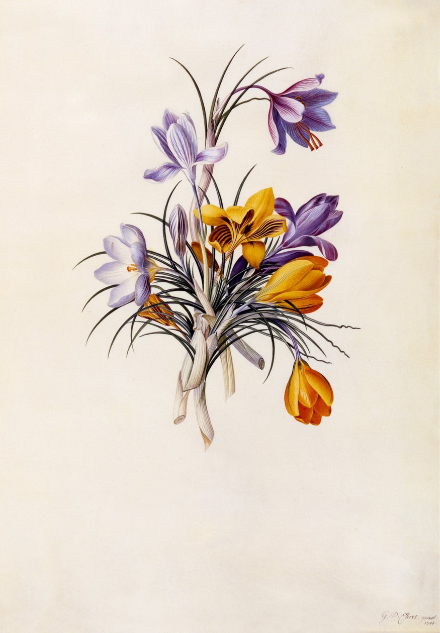 Açafrões, c.1744 (gravura colorida à mão) de Georg Dionysius Ehret