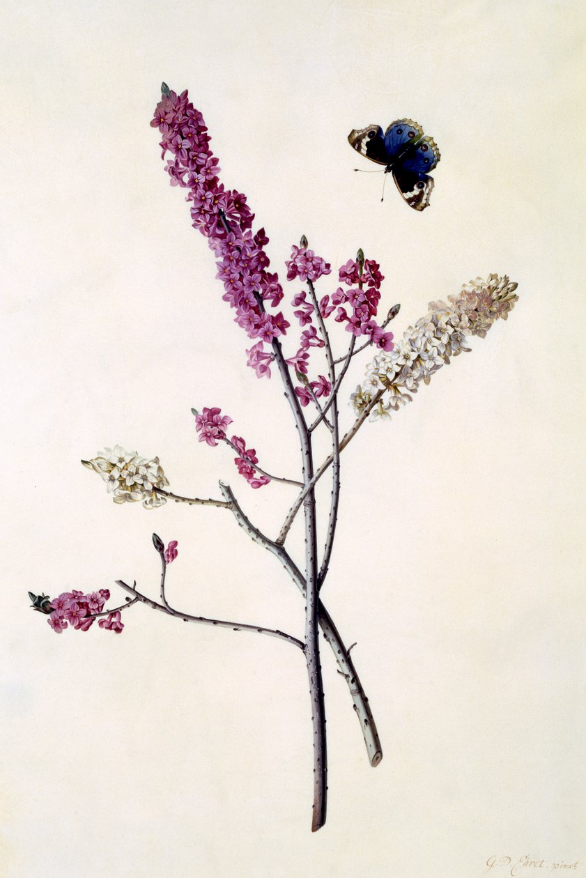 Daphne Mezereum com borboleta, c.1740 (gravura colorida à mão) de Georg Dionysius Ehret