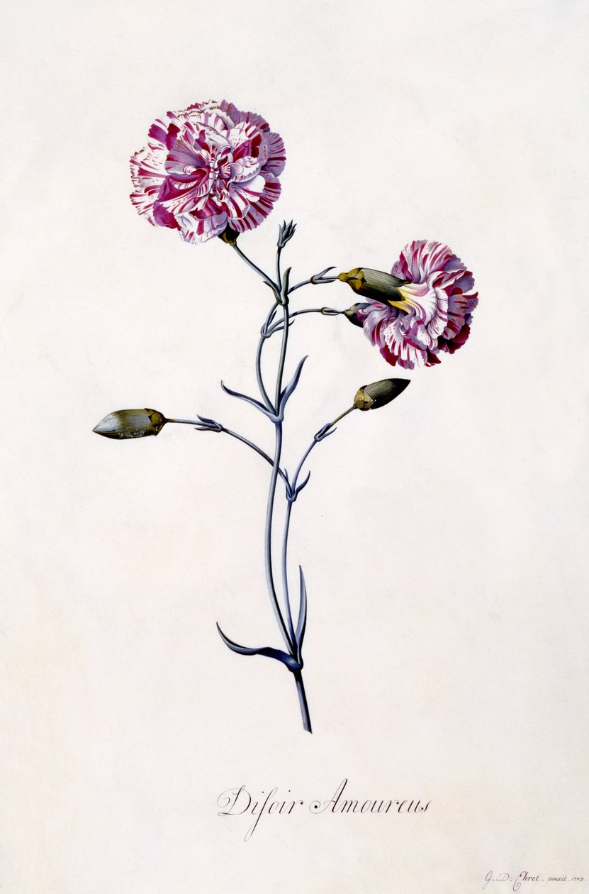 Difor amourius, cravo, c.1745 (gravura colorida à mão) de Georg Dionysius Ehret