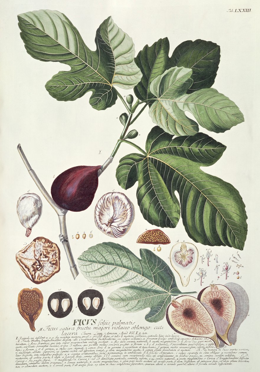 Ficus (Fig.) de Georg Dionysius Ehret