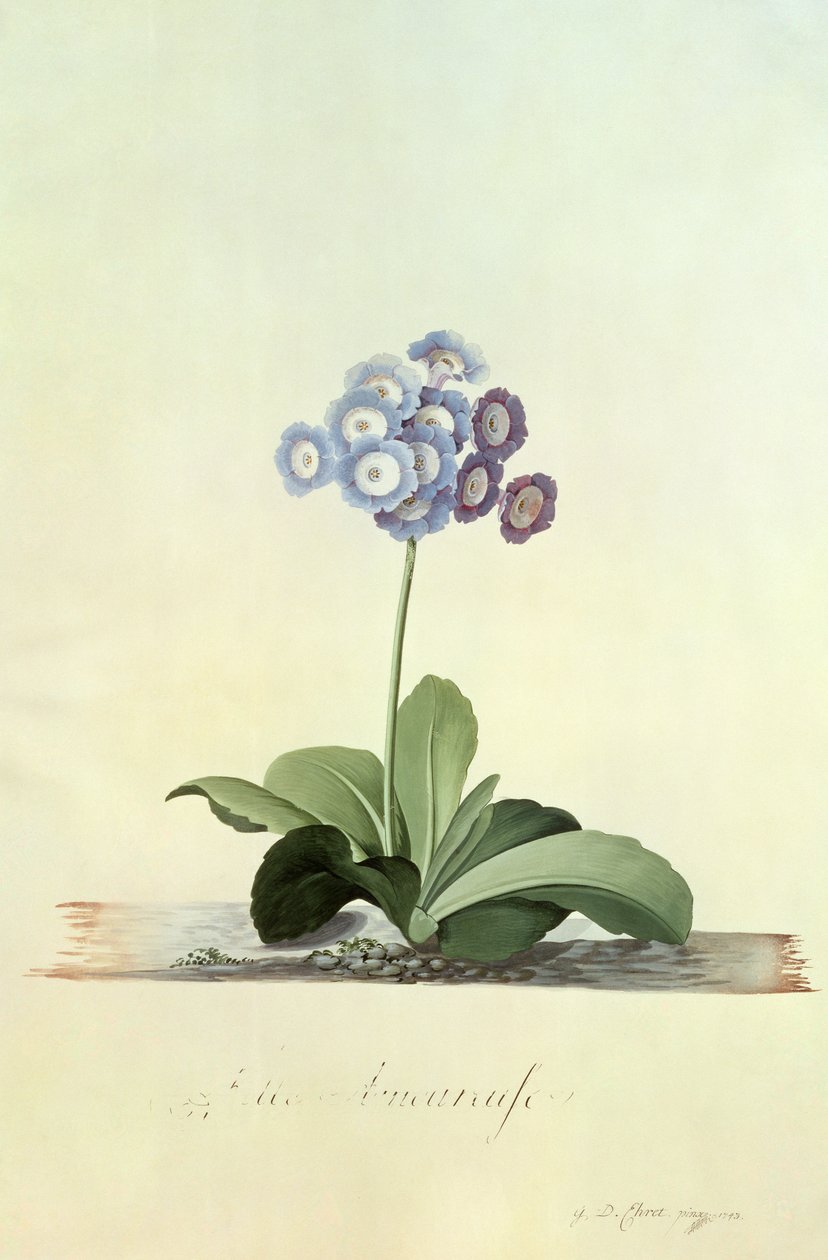 Na garota do amor (auricula azul) de Georg Dionysius Ehret
