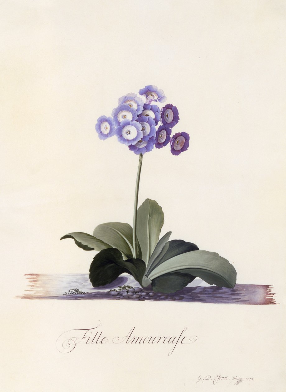 Auricula do jardim, menina no amor, c.1743 (gravura colorida à mão) de Georg Dionysius Ehret