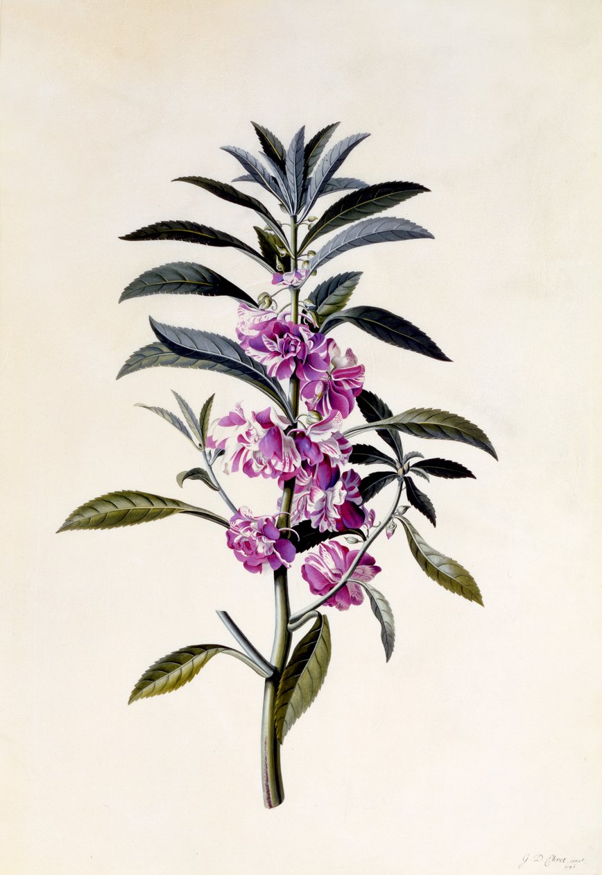 Bálsamo de jardim, Impatiens balsamina, c.1746 (gravura colorida à mão) de Georg Dionysius Ehret