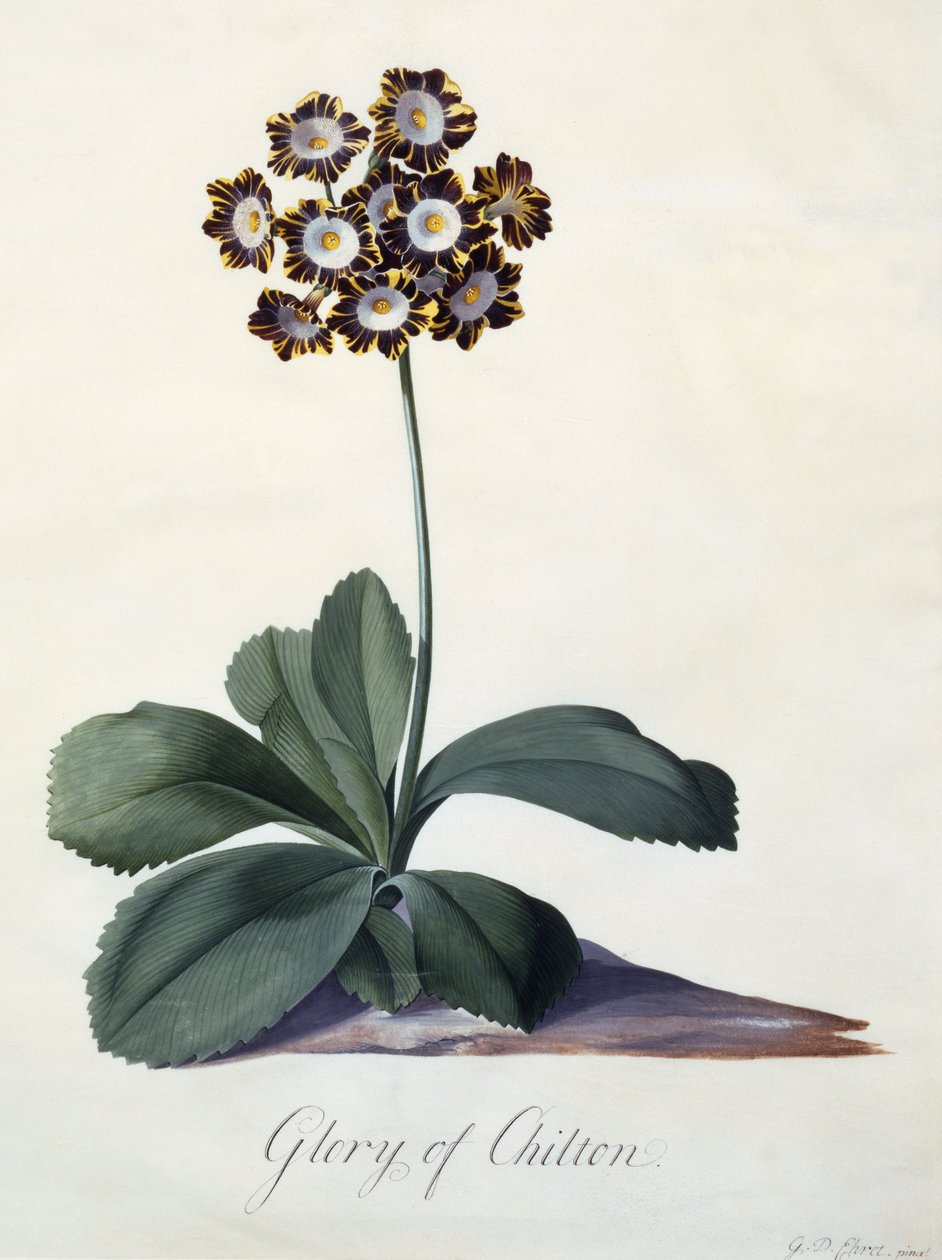 Glória de Chilton, c.1745 (gravura colorida à mão) de Georg Dionysius Ehret