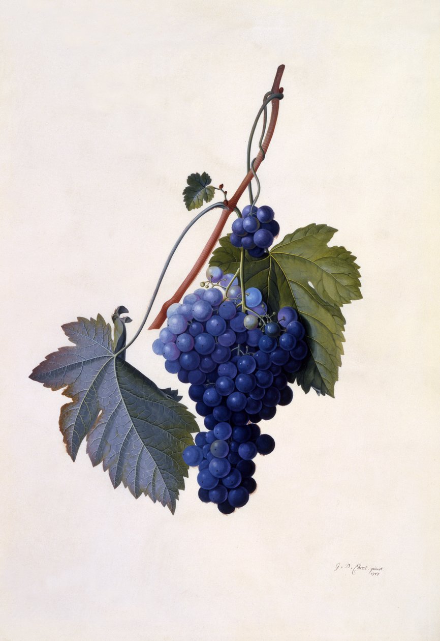 Uvas, c.1747 (gravura colorida à mão) de Georg Dionysius Ehret