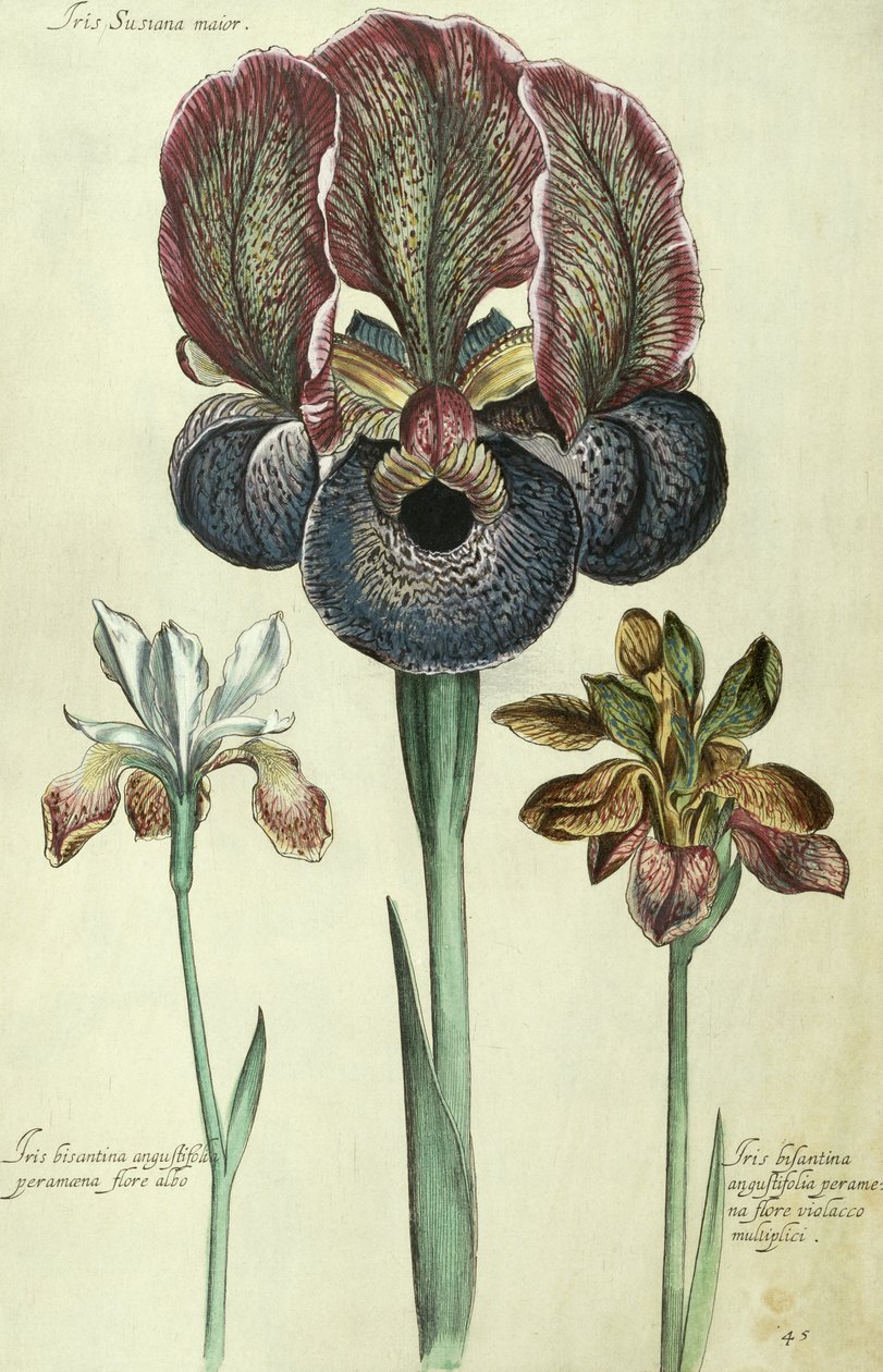 Íris, susiana, principal, e, íris, bisantina, angustifolia de Georg Dionysius Ehret