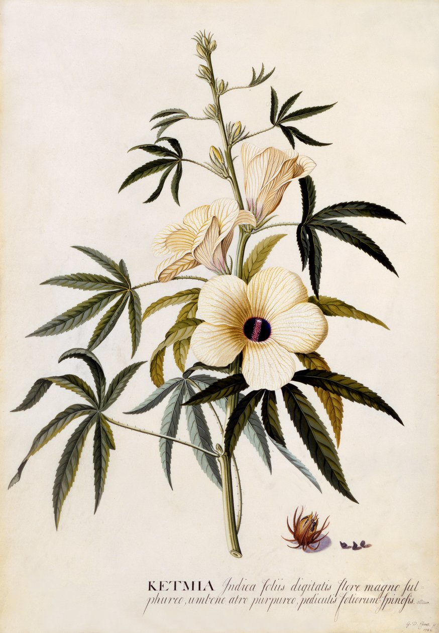 Ketmia, c.1742 (gravura colorida à mão) de Georg Dionysius Ehret