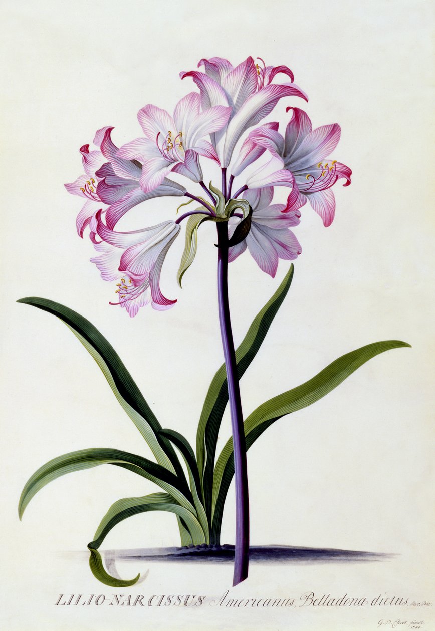 Lilio Narciso, c.1744 (gravura colorida à mão) de Georg Dionysius Ehret