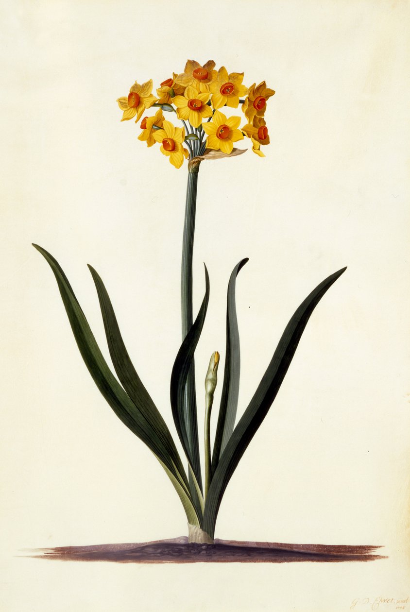 Narciso, c.1745 (gravura colorida à mão) de Georg Dionysius Ehret