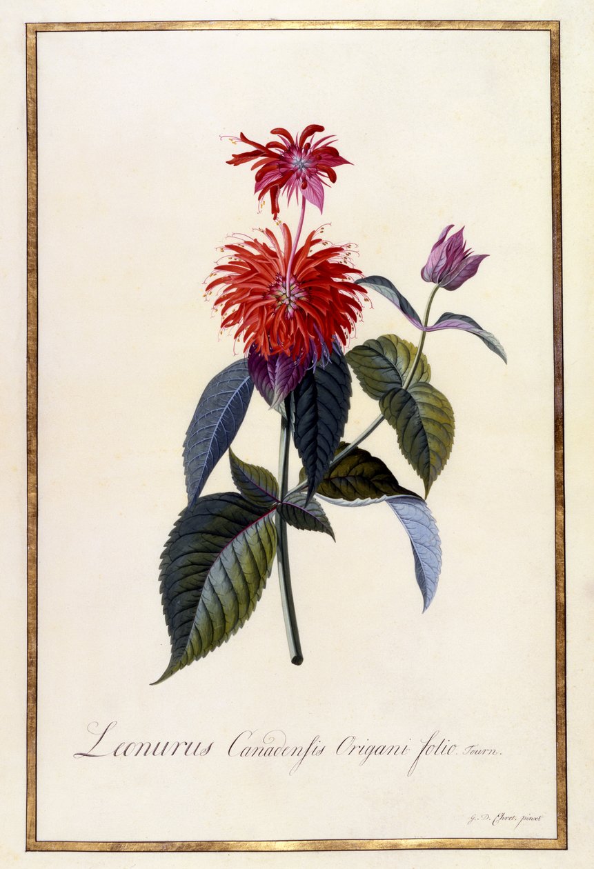 Planta de Chá Oswego, c.1740 (gravura colorida à mão) de Georg Dionysius Ehret
