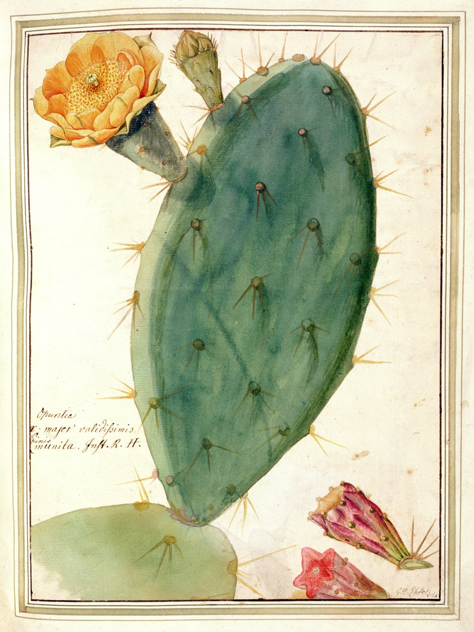 PD.115-1973. f38 Detalhe de cacto com flor de laranjeira, c.1764 de Georg Dionysius Ehret