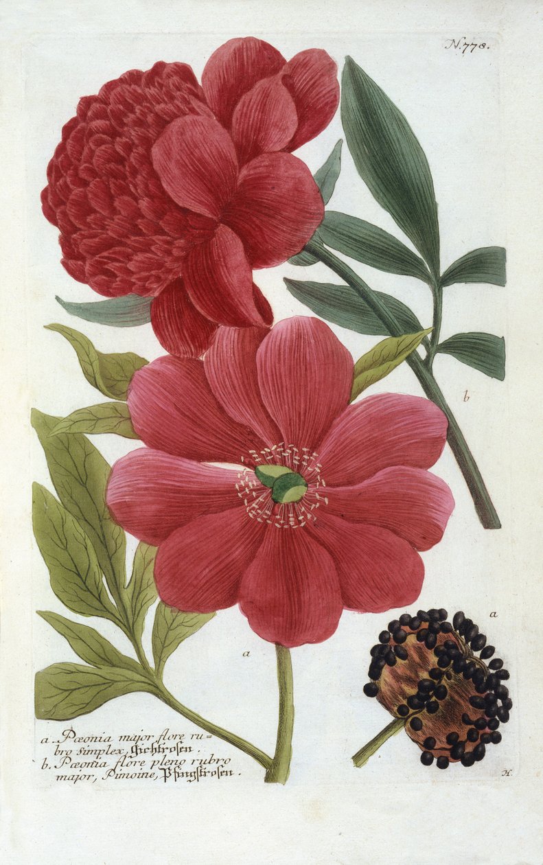 Paeonia de Phytanthoza Iconographia de Johann Wilhelm Weinmann, 1737 (gravura colorida à mão) de Georg Dionysius Ehret