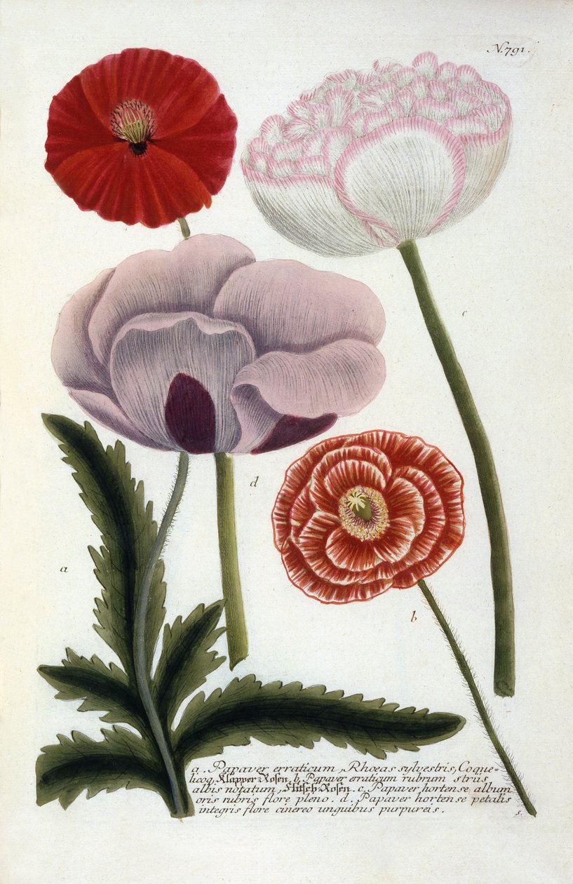 Papaver, de Phytanthoza Iconographia, de Johann Wilhelm Weinmann, 1737 (gravura colorida à mão) de Georg Dionysius Ehret