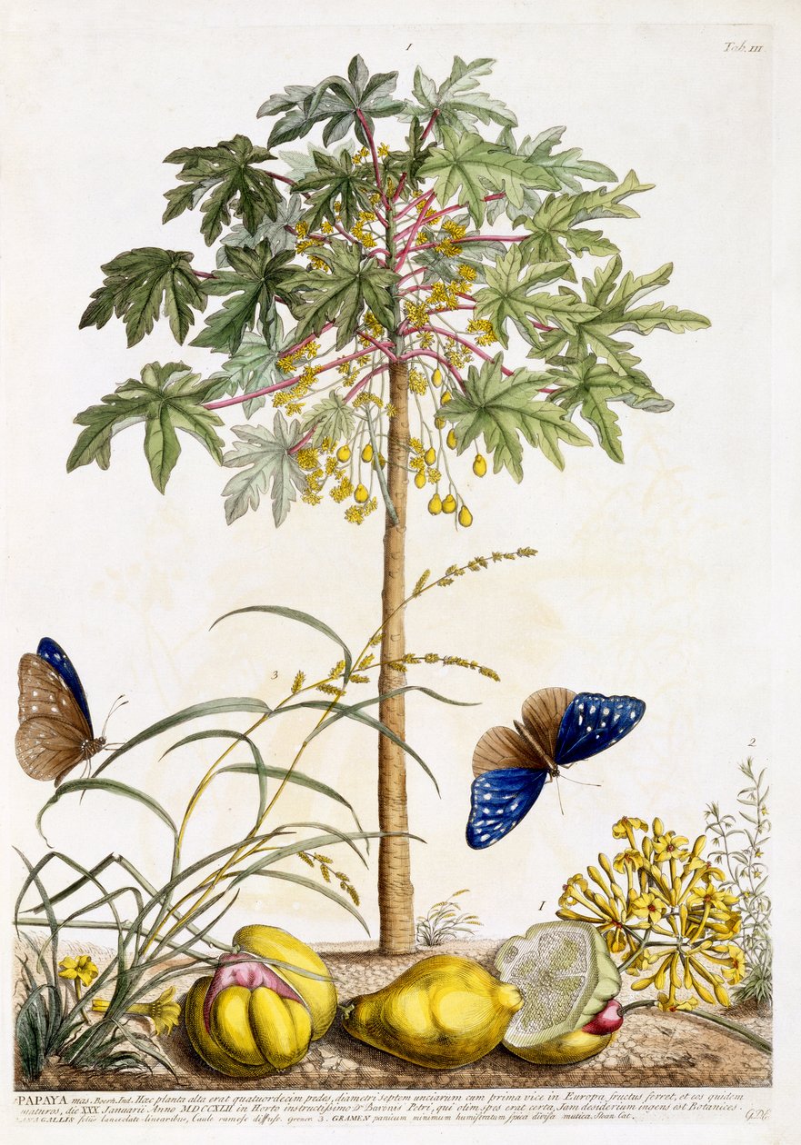 Mamão, c.1748 (gravura colorida à mão) de Georg Dionysius Ehret