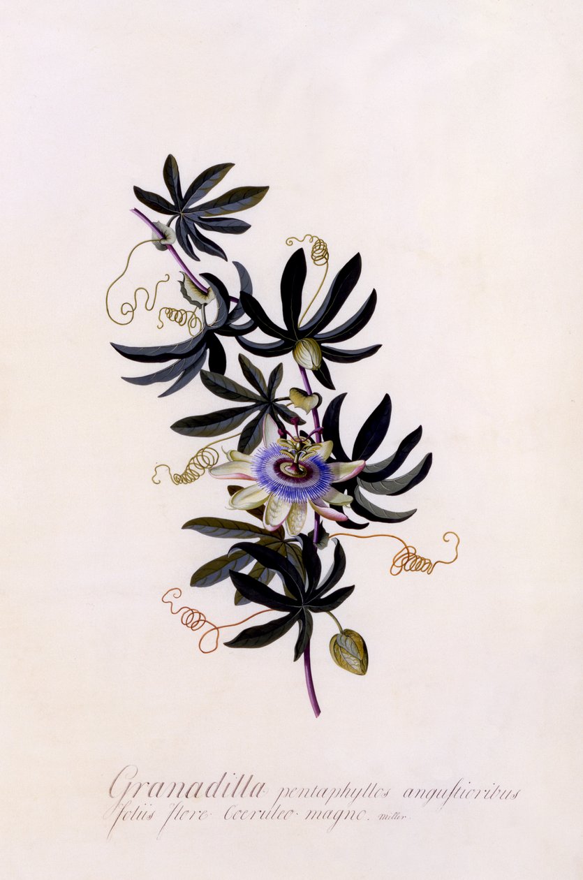 Granadilla da Passiflora, c.1745 (gravura colorida à mão) de Georg Dionysius Ehret