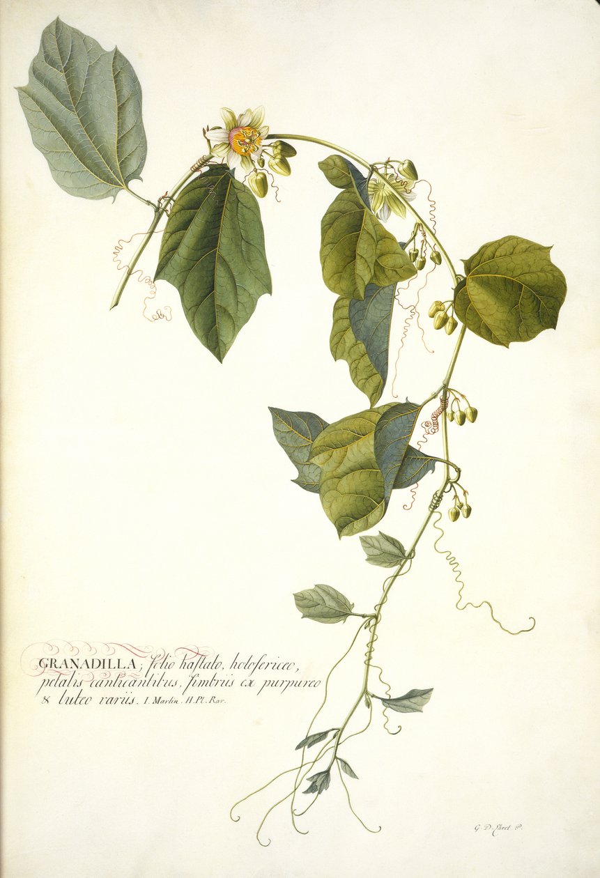 Passiflora holosericea (flor de maracujá) (wc e bodycolour aumentadas com ouro em pergaminho) de Georg Dionysius Ehret