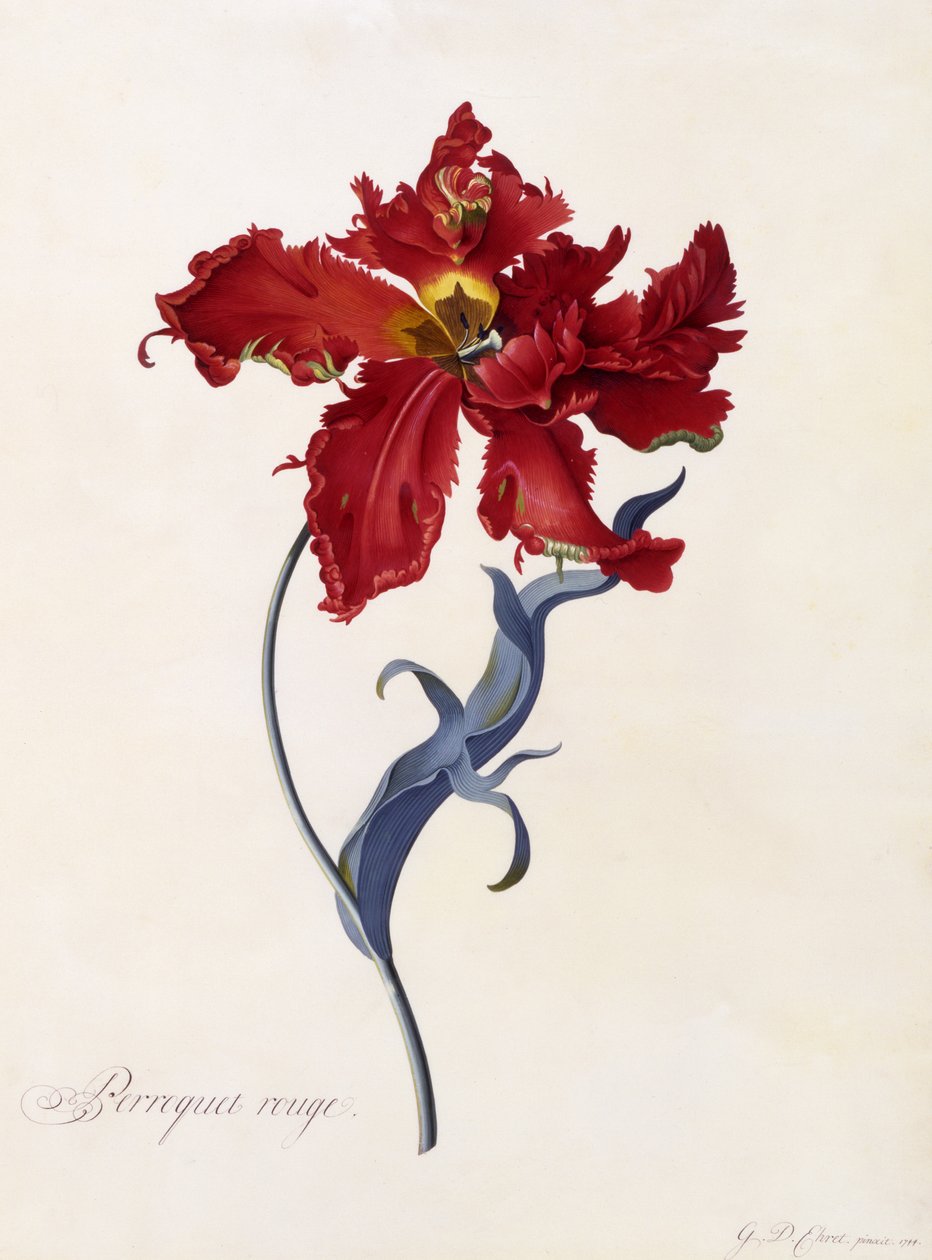 Perroquet Rouge, c.1744 (gravura colorida à mão) de Georg Dionysius Ehret