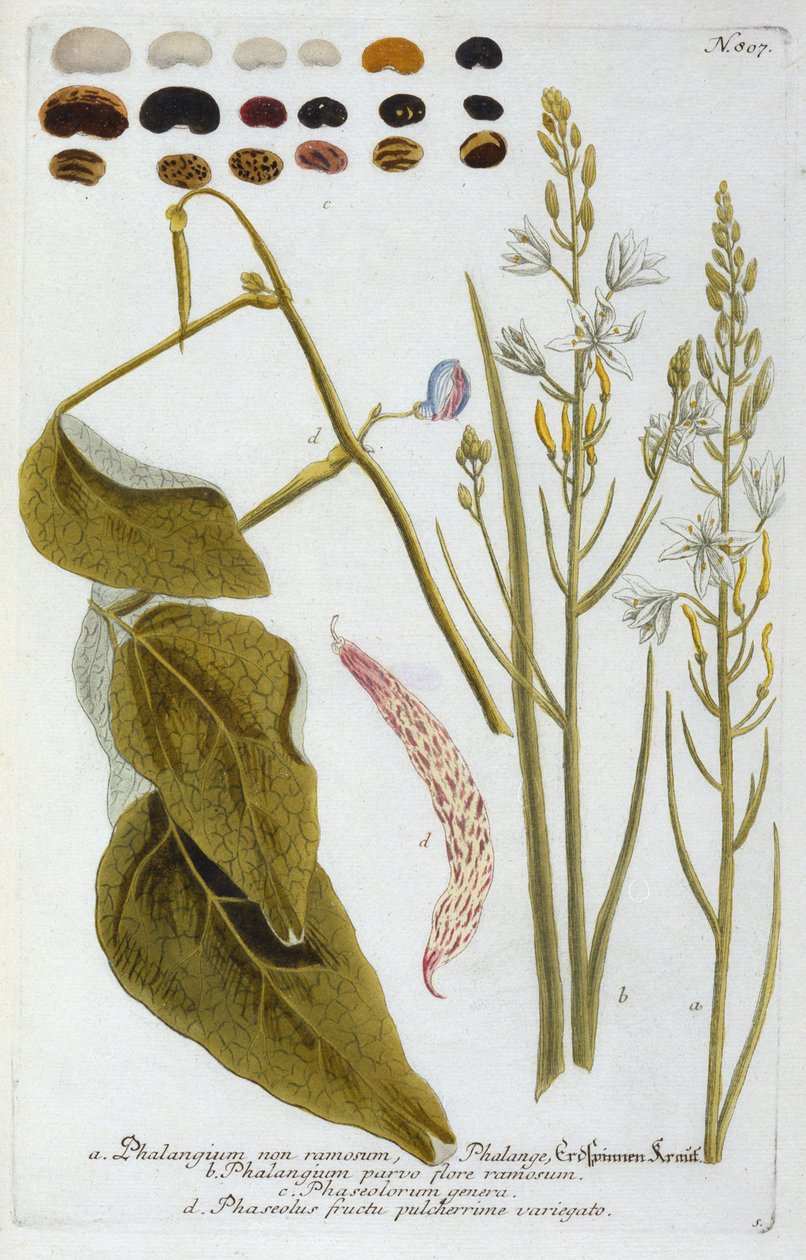 Falgium de Phytanthoza Iconographia de Johann Wilhelm Weinmann, 1737 (gravura colorida à mão) de Georg Dionysius Ehret