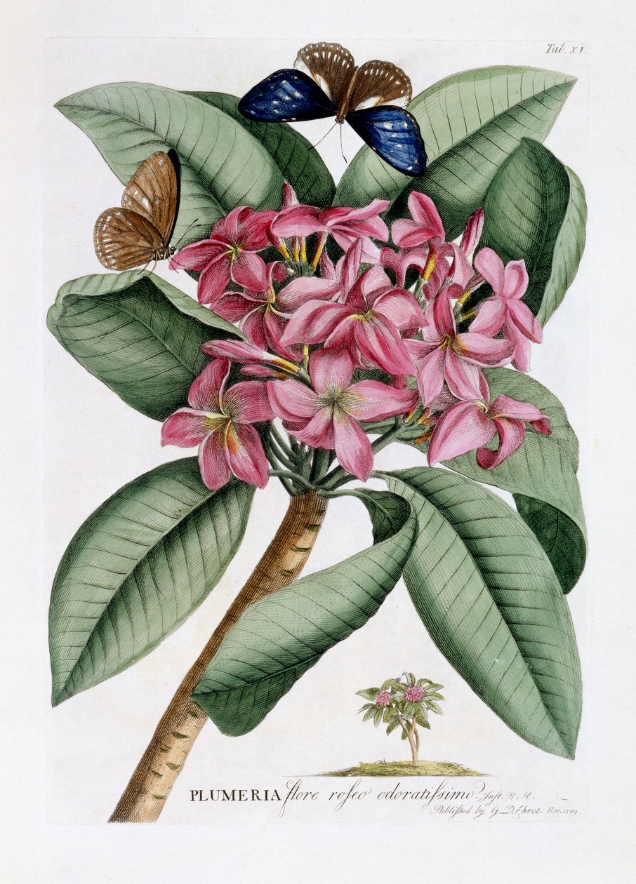 Plumeria, c.1749 (gravura colorida à mão) de Georg Dionysius Ehret