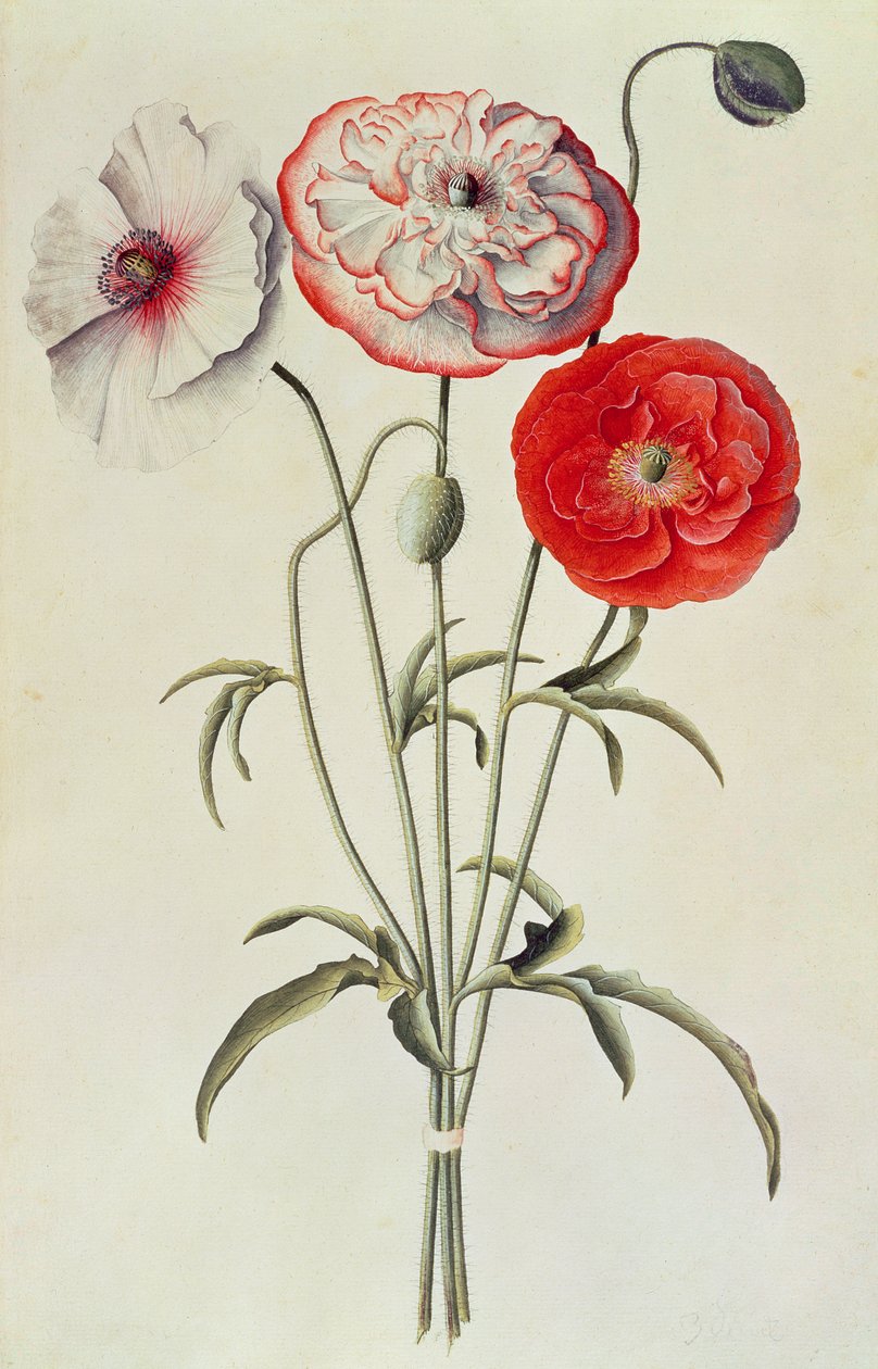 Papoulas: Milho (Papaver Rhoeas) de Georg Dionysius Ehret