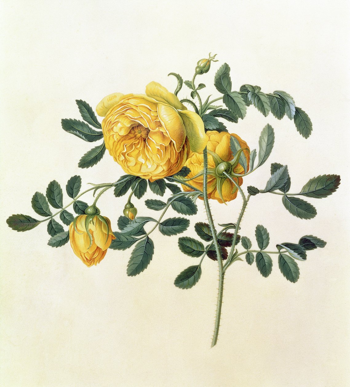 Rosa hemispherica, século XVIII de Georg Dionysius Ehret