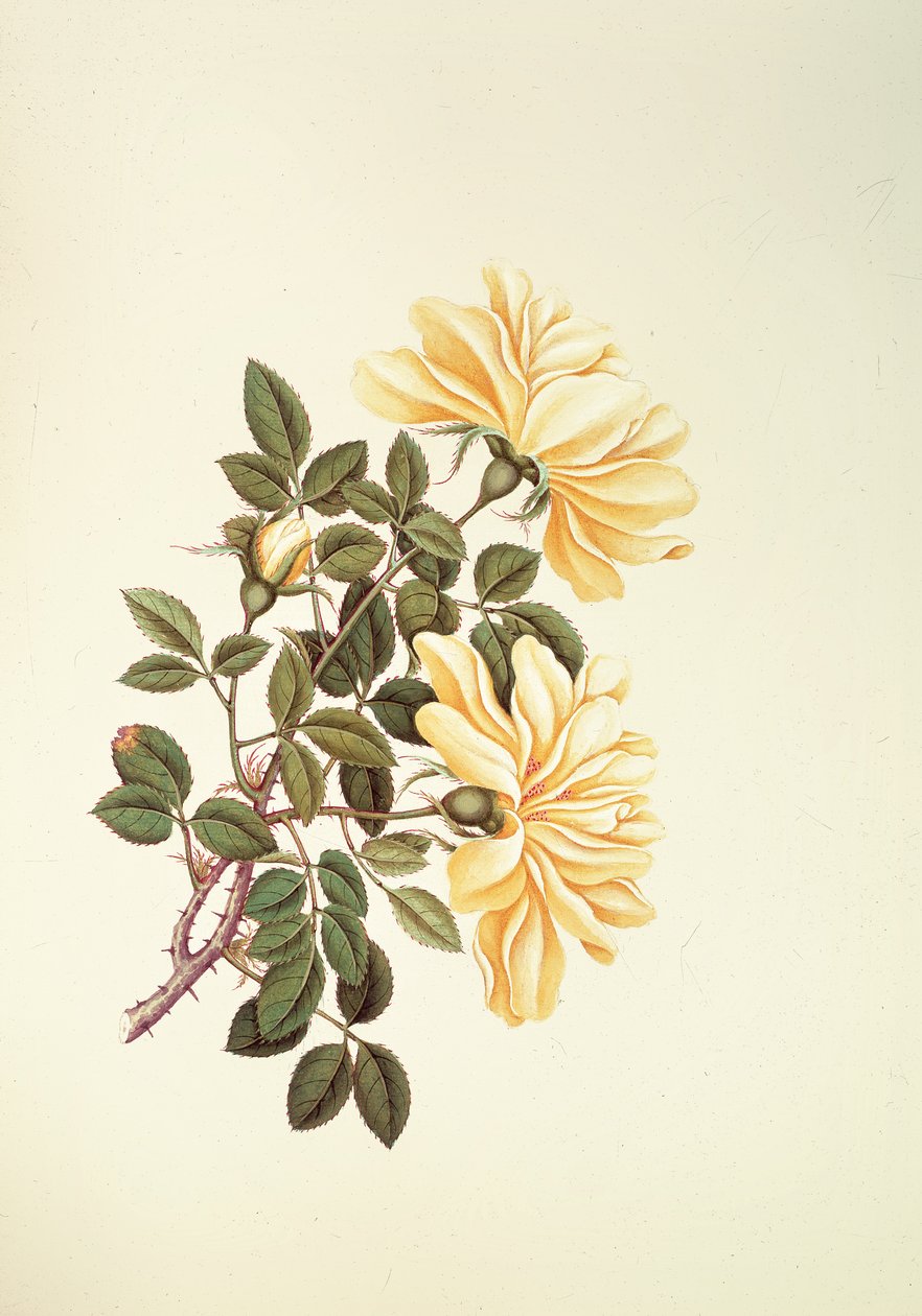 Rose: chinês de Georg Dionysius Ehret