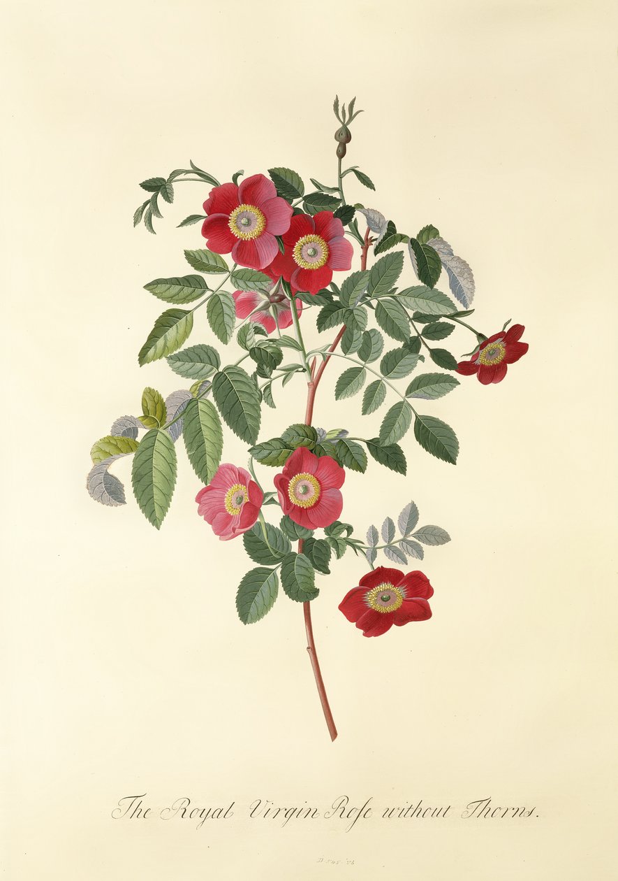 Rose: sem espinhos (Royal Virgin Rose) de Georg Dionysius Ehret