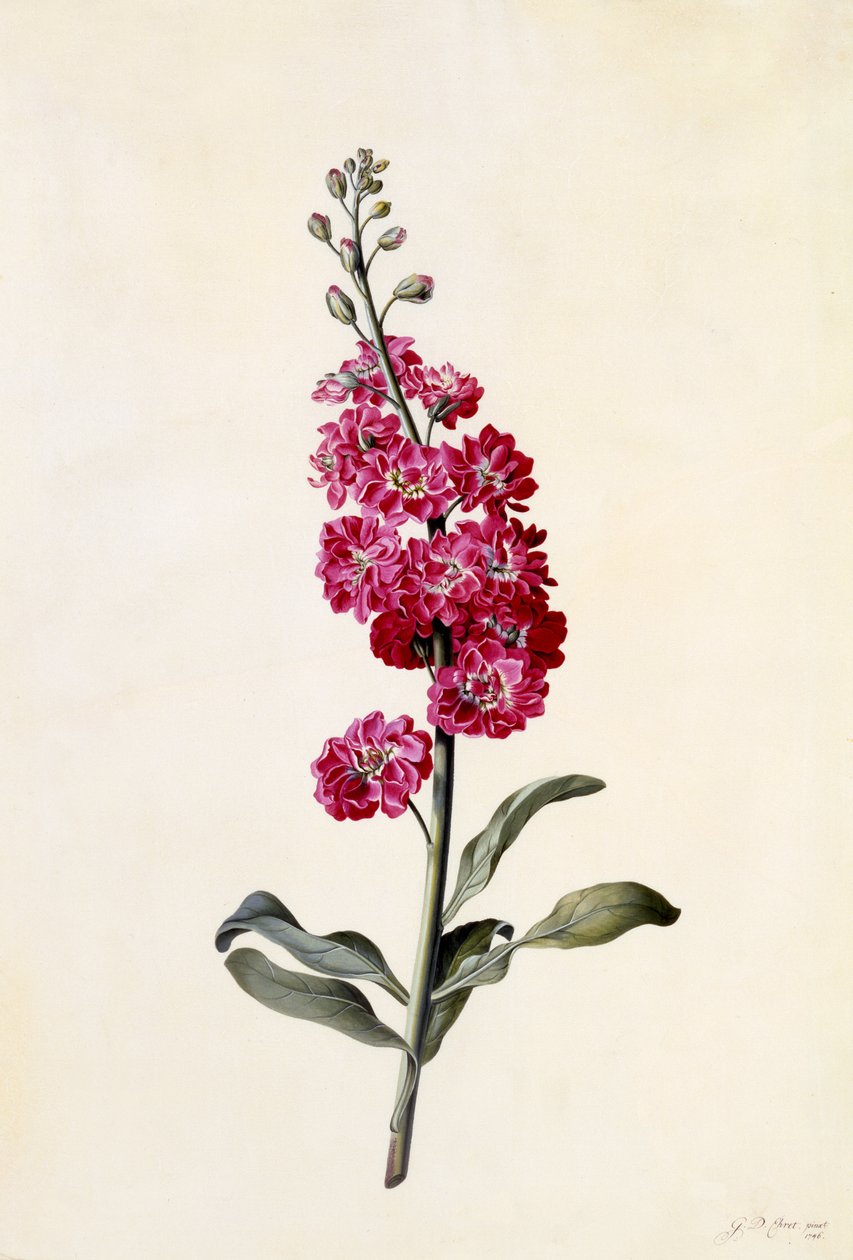 Stock, Matthiola incana, c.1746 (gravura colorida à mão) de Georg Dionysius Ehret