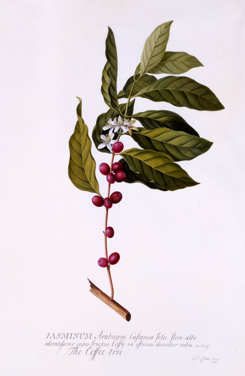 The Coffee Tree, c.1743 (gravura colorida à mão) de Georg Dionysius Ehret