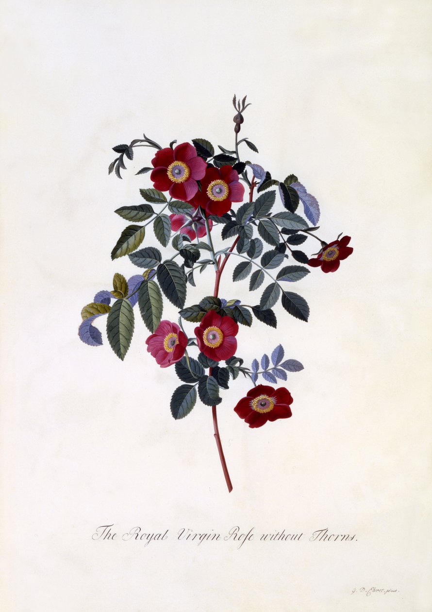 A Virgem Real Rosa sem Espinhos, c.1745 (gravura colorida à mão) de Georg Dionysius Ehret