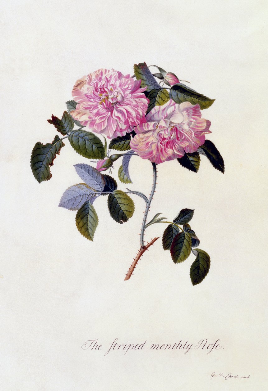 A Rosa Mensal Listrada, c.1745 (gravura colorida à mão) de Georg Dionysius Ehret