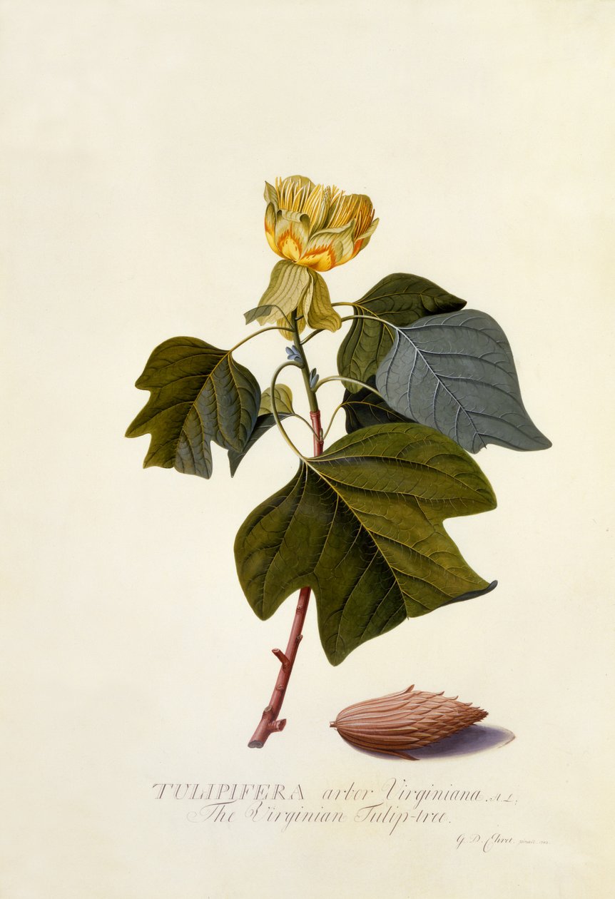 A Árvore Tulipa da Virgínia, c.1743 (gravura colorida à mão) de Georg Dionysius Ehret