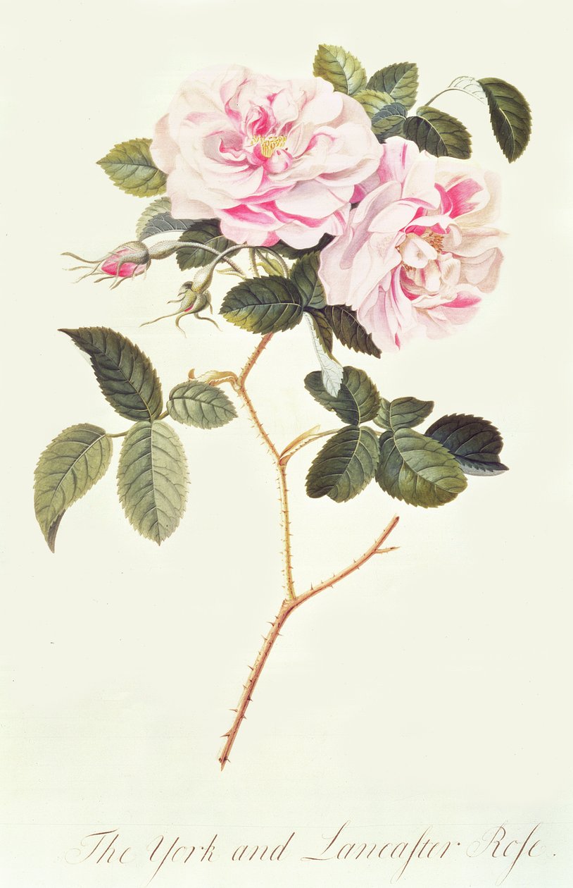The York e Lancaster Rose de Georg Dionysius Ehret