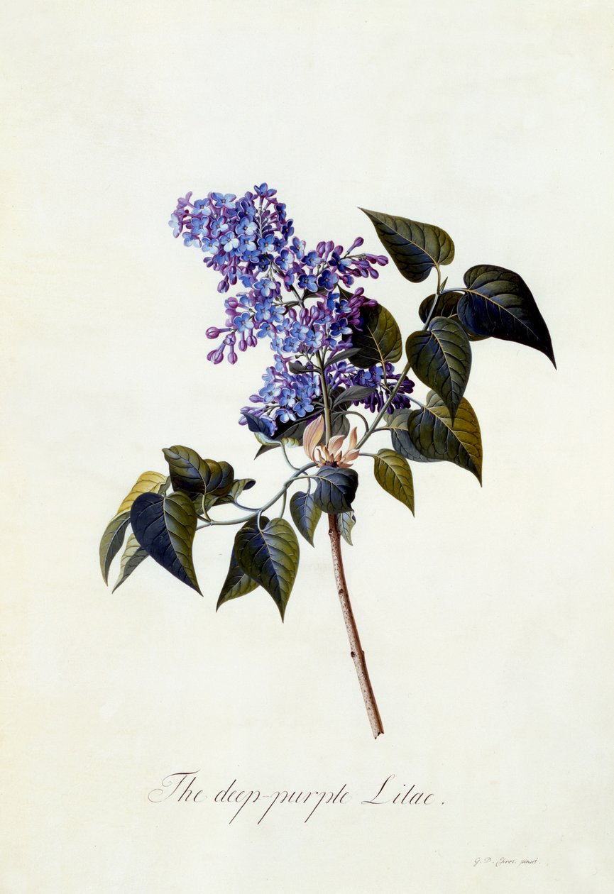 Lilás roxo profundo, c.1743 (gravura colorida à mão) de Georg Dionysius Ehret